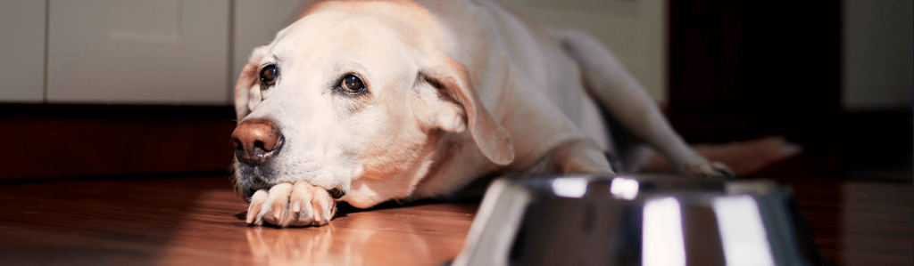 Cachorro adulto deitado no chão com o pote de comida vazio.