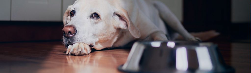 ração e biscoito para animal de estimação