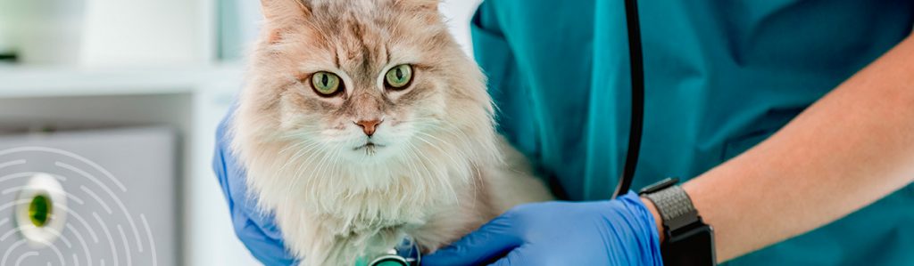 Gato em veterinário